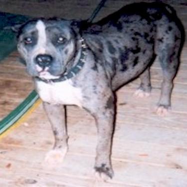 Dalrymples Lomsome Pit Bull.jpg